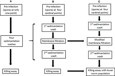 Caenorhabditis elegans as an Infection Model for Pathogenic Mold and Dimorphic Fungi: Applications and Challenges